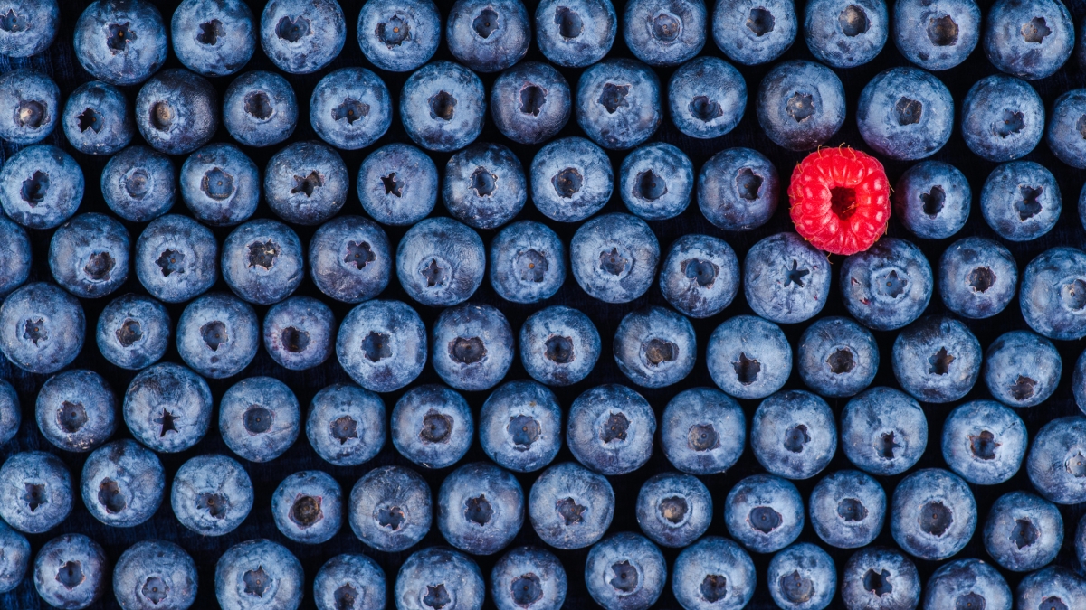 Eine rote Himbeere inmitten vieler Blaubeeren