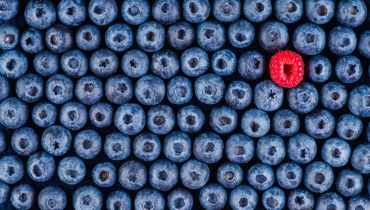 Eine rote Himbeere inmitten vieler Blaubeeren